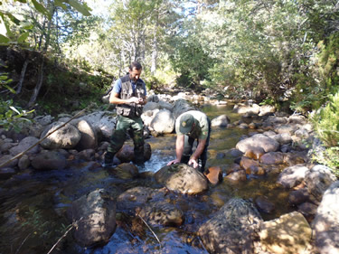 Muestreos de desmán ibérico en el LIC Riberas del Río Duero y afluentes (Río Duero, Duruelo de la Sierra, Soria)
