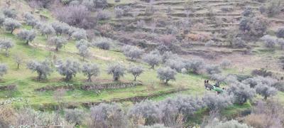 La importancia del aciete de oliva en la alimentación