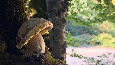 Entre bosques y setas: paseo micológico y exposición para descubrir sus secretos